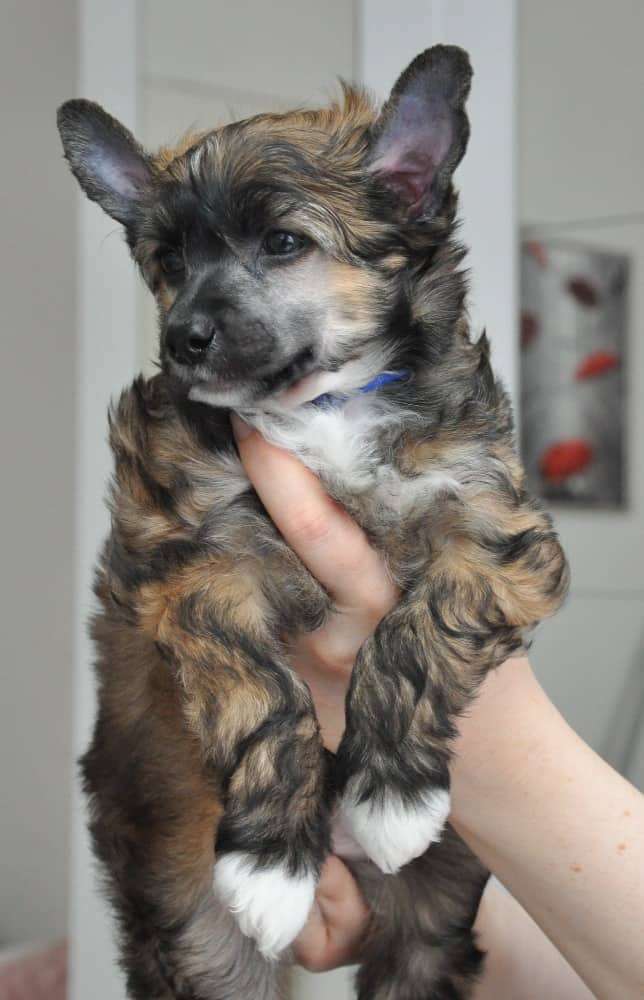 Ardanwen Black Beautiful