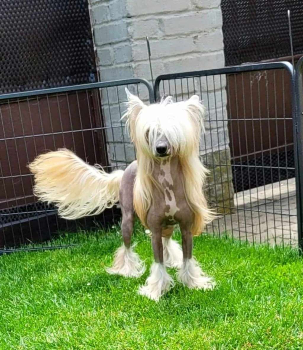 Aymeri Basso Black Beautiful