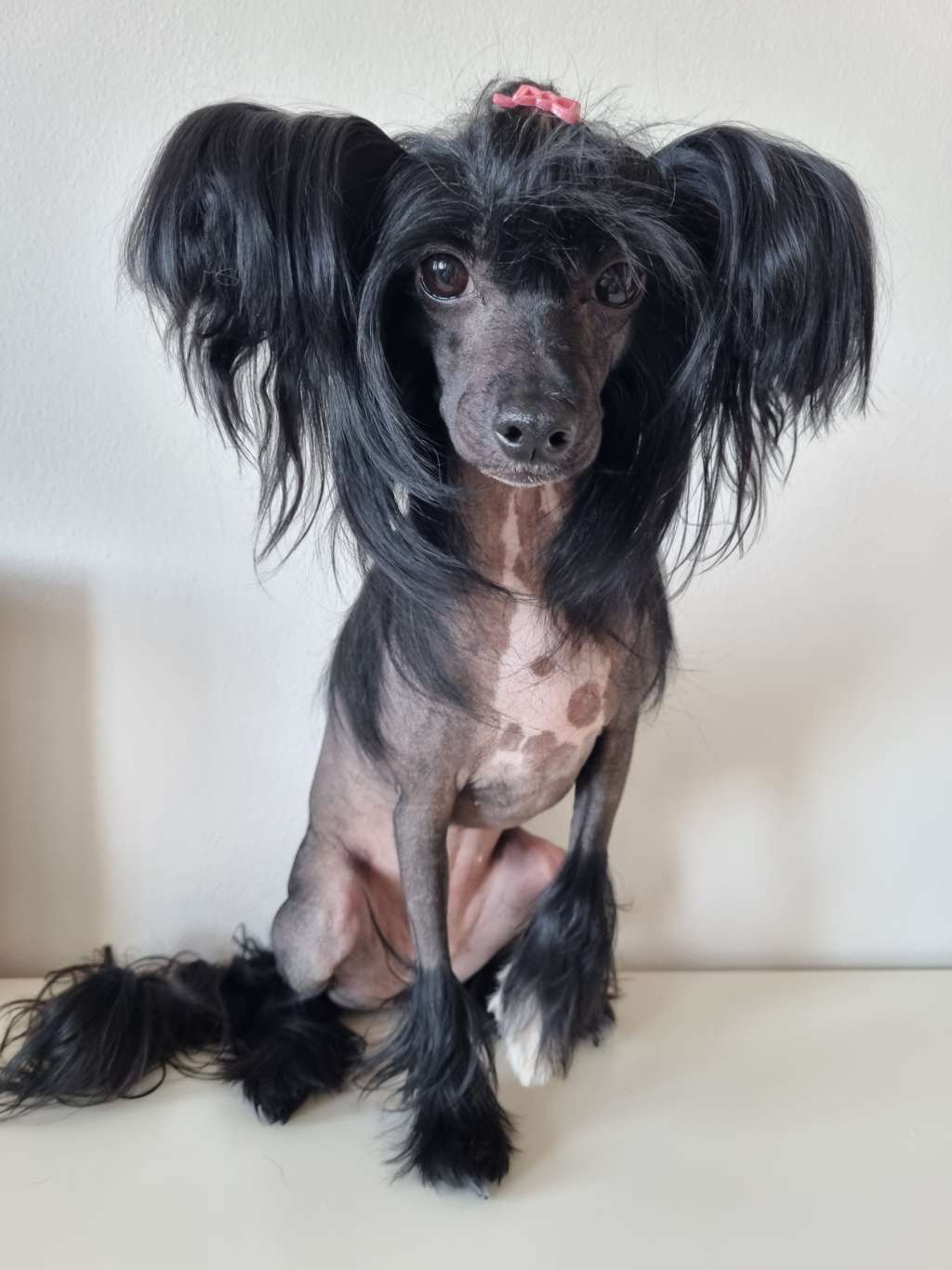 Aida Princess Black Beautiful