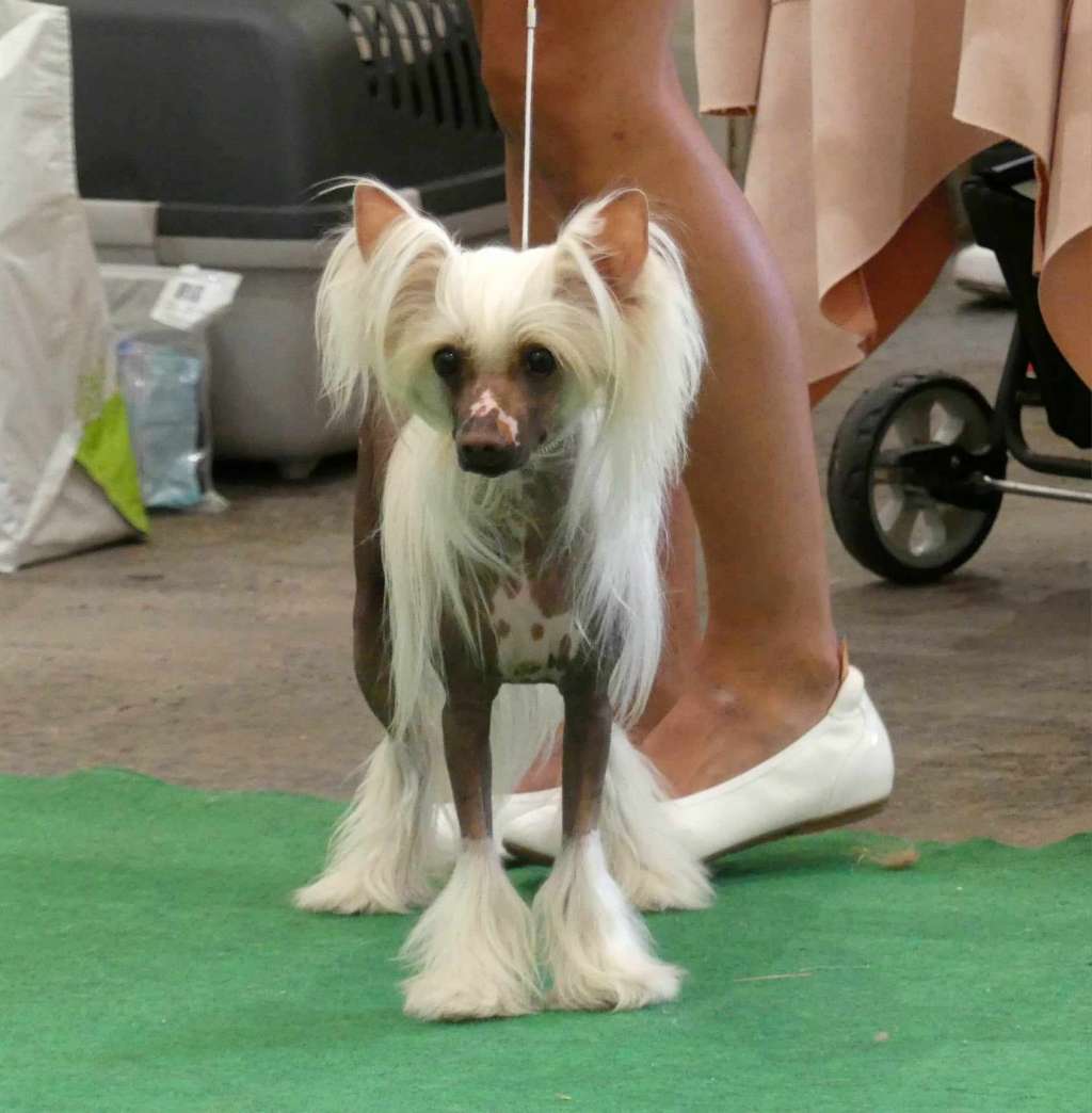 Angelina Sweet Black Beautiful