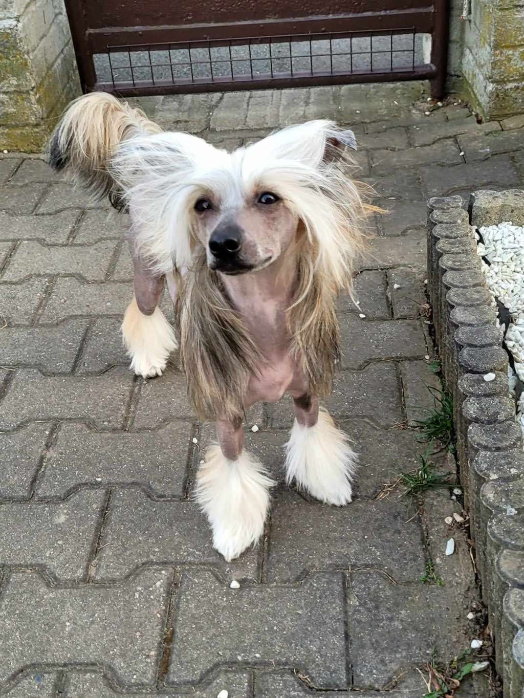 Artemis Noble Black Beautiful