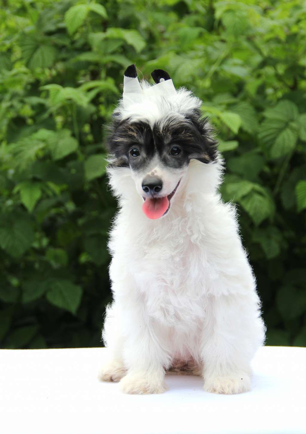 Nefritjvyi Budda  Pearl Placer