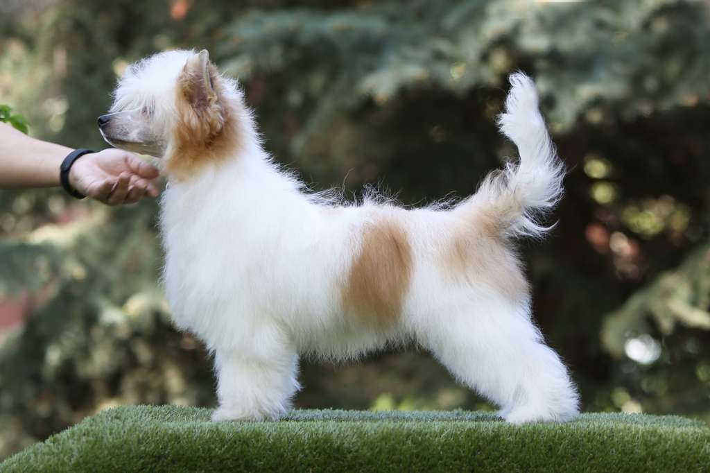 Incanto Del Mondo Unicum