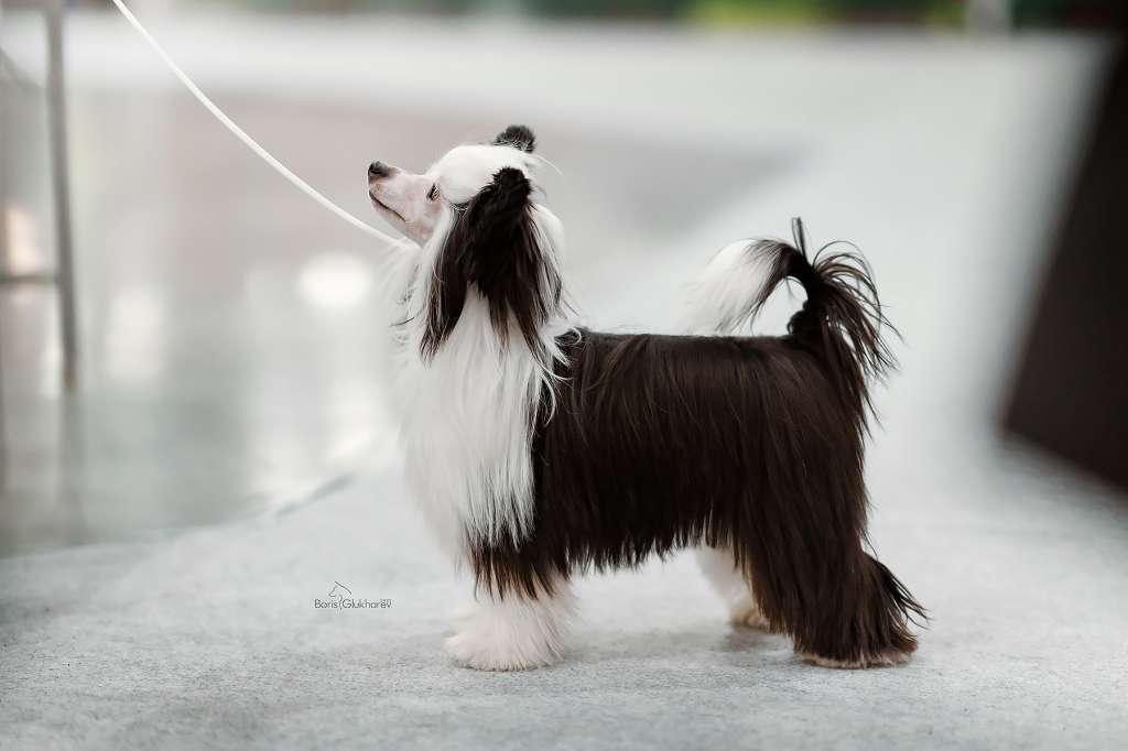 Incanto Del Mondo Feichang Piaoliang