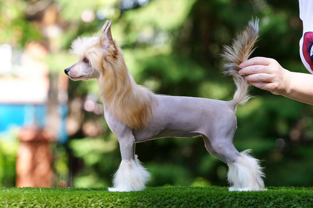 Incanto Del Mondo Cinzano Asti