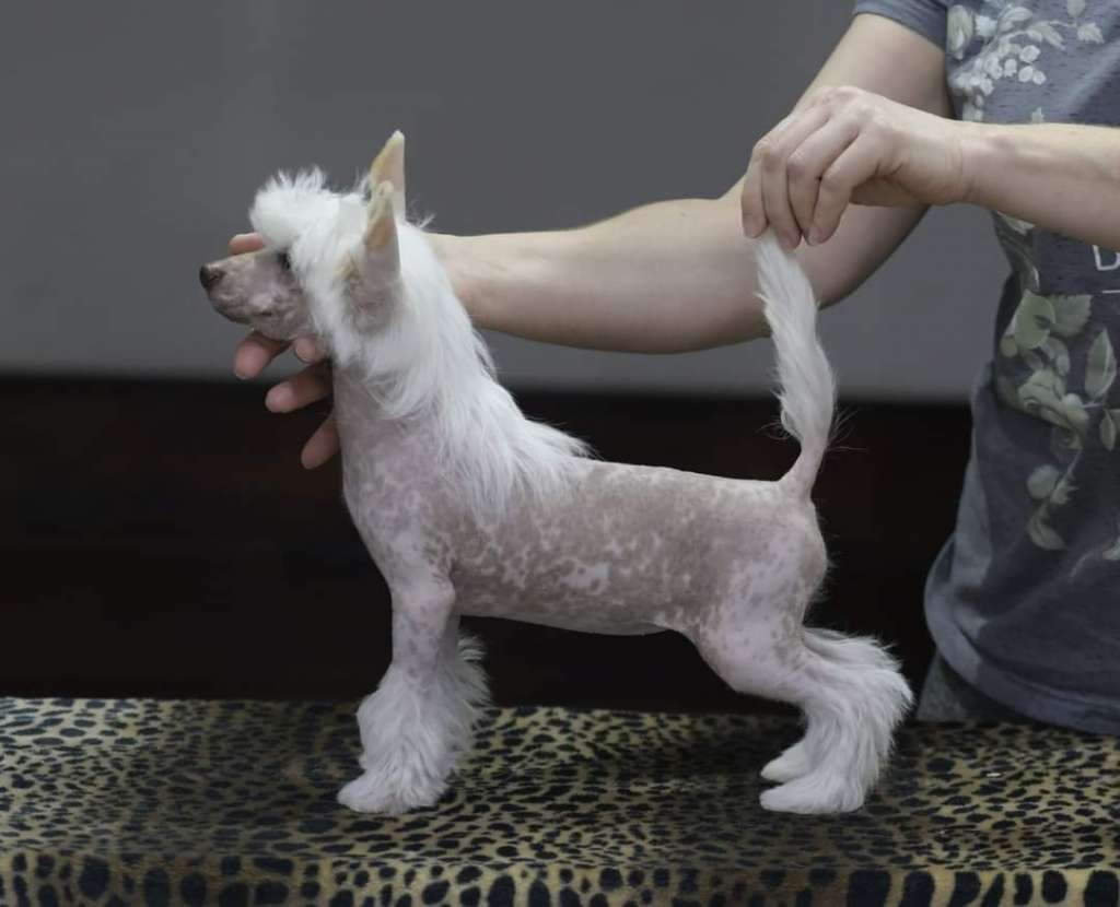 HitLine Ltd Timberley