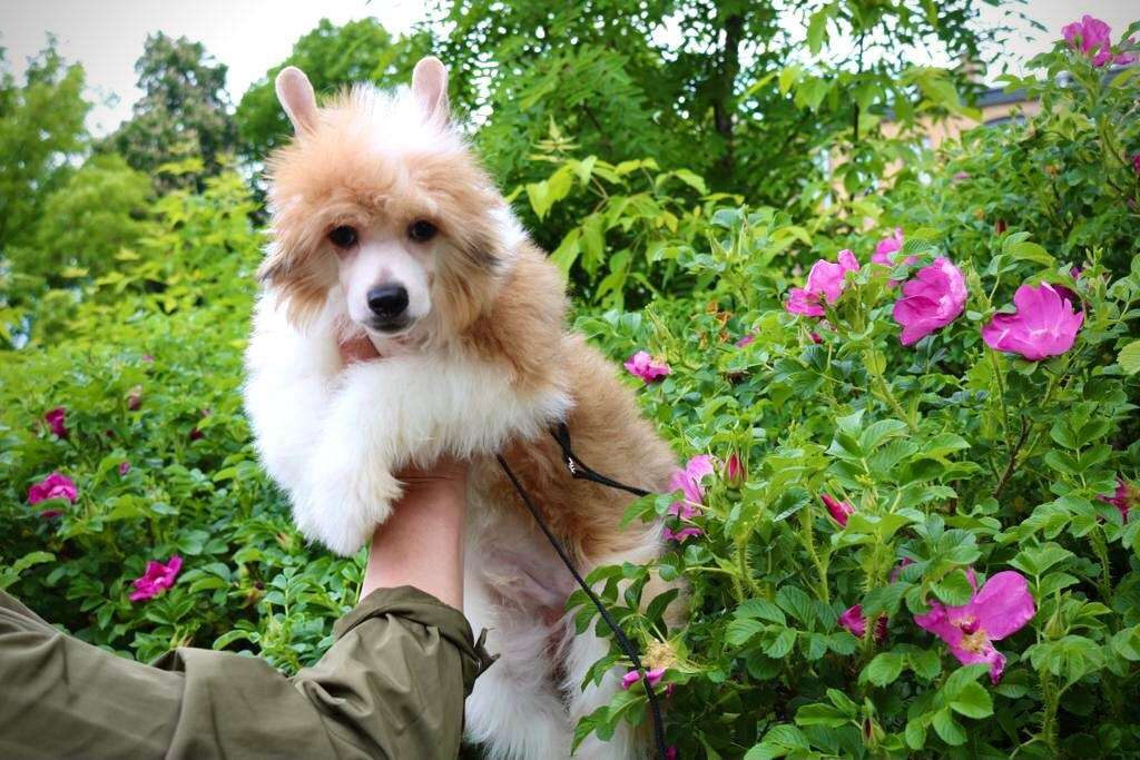 Amaterasu Khana Yefim