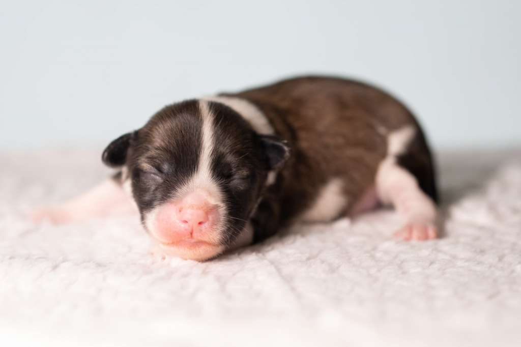 Kardamon Modern Family