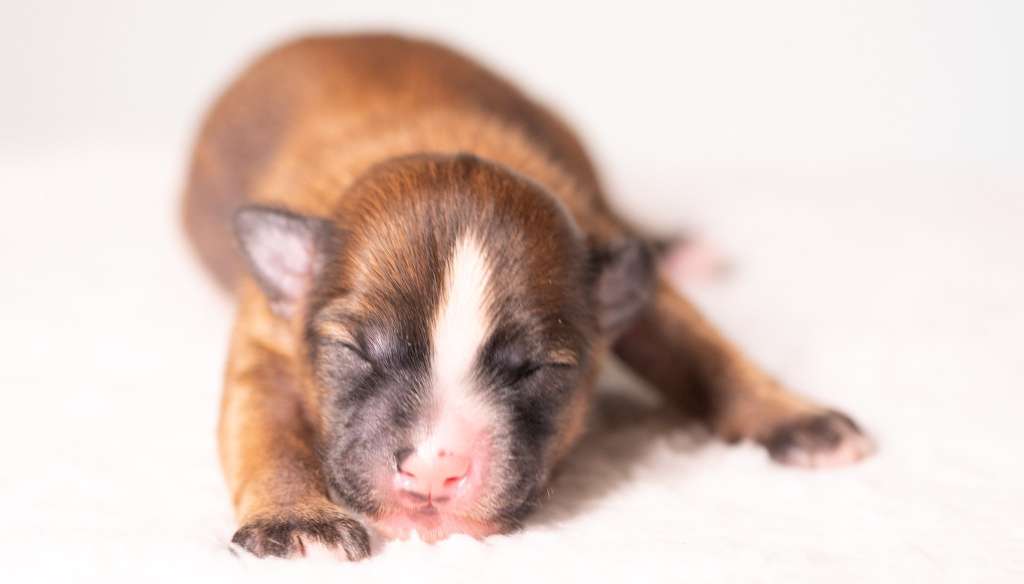 Luke Skywalker Modern Family