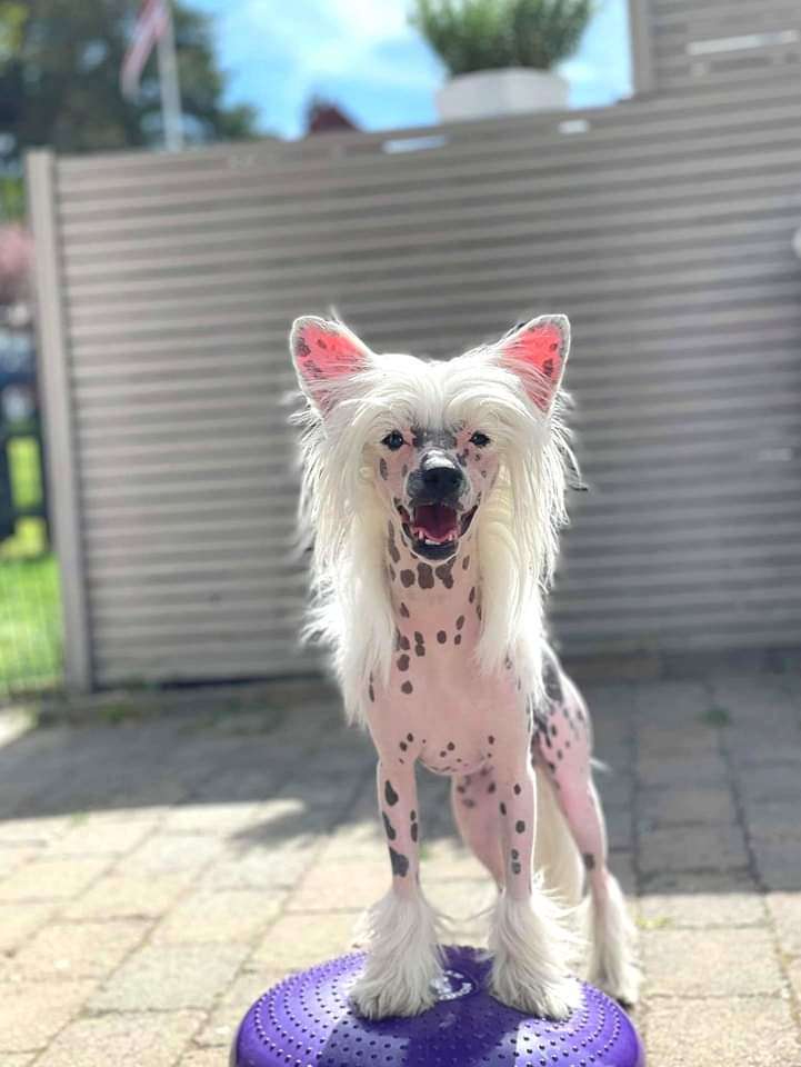 Cerohair The power of dreams