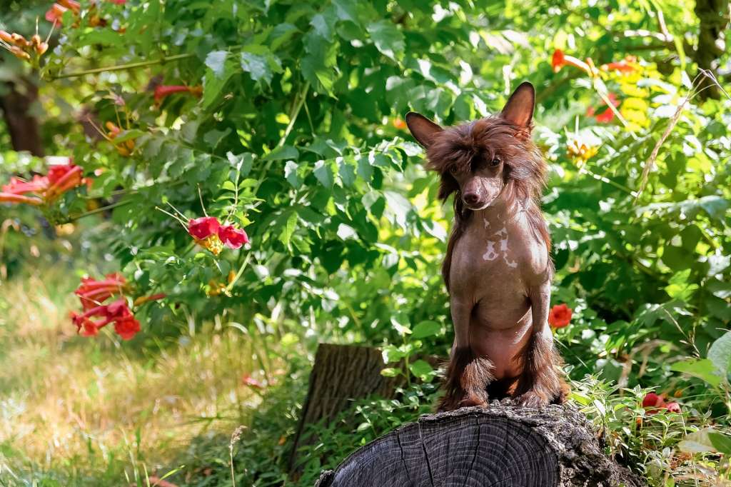 Osoblyva Kola El Tiola