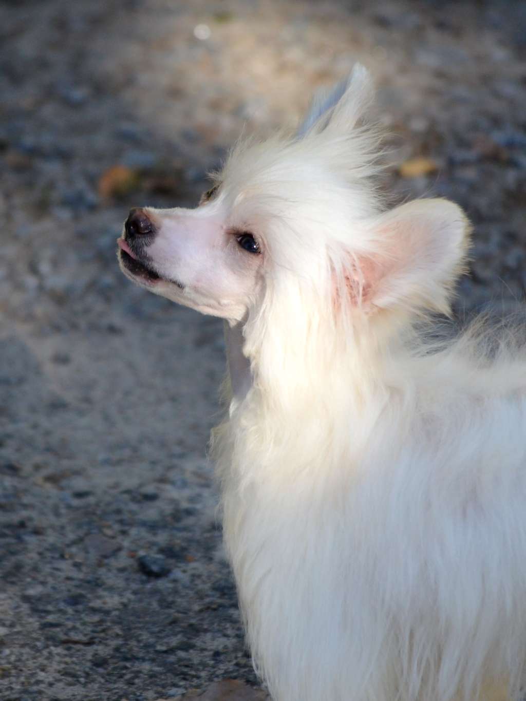 Magic of Success Gertrude