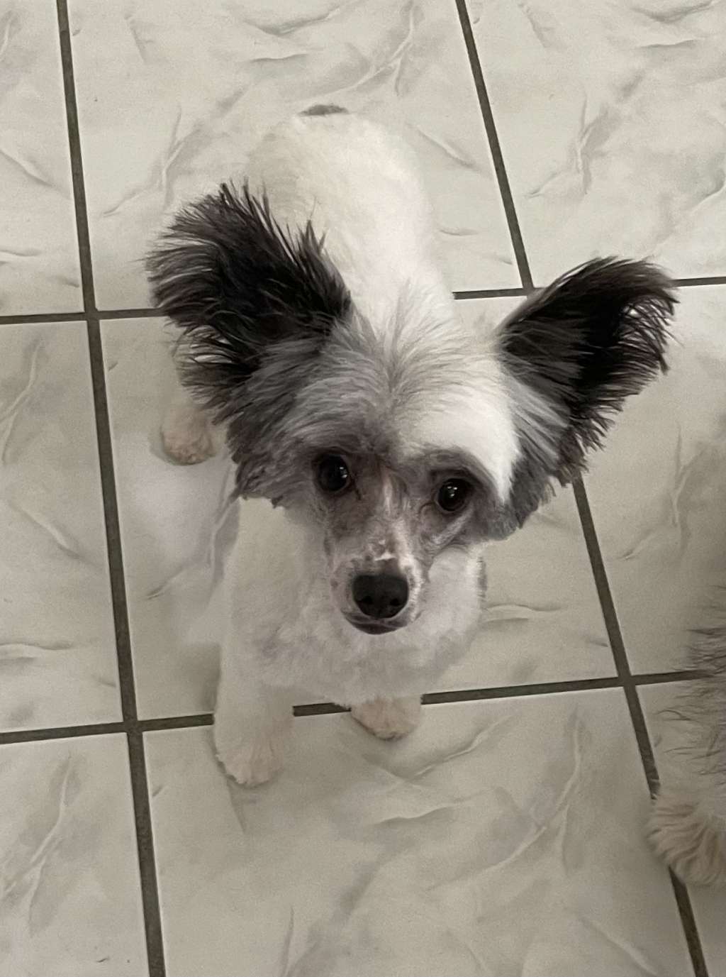 Edelweiss Sharp Dressed Man