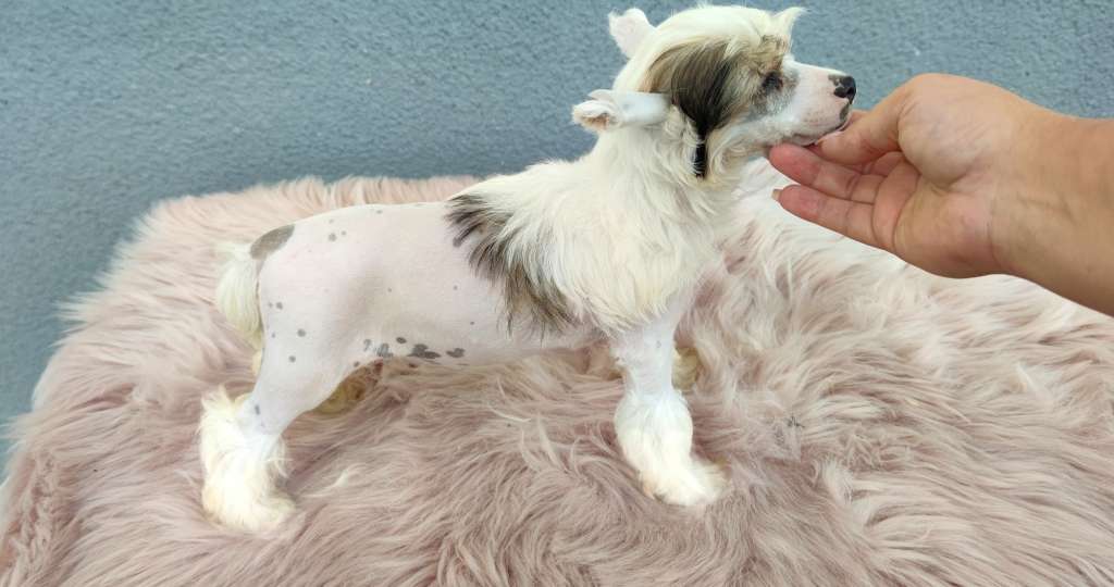 King of world Laminacka