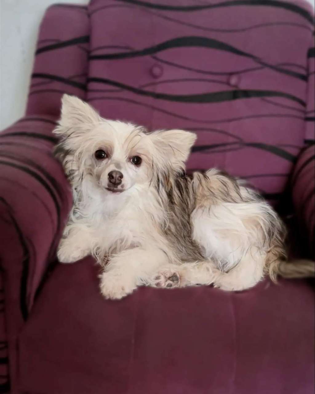 Krem de la Krem Laminacka