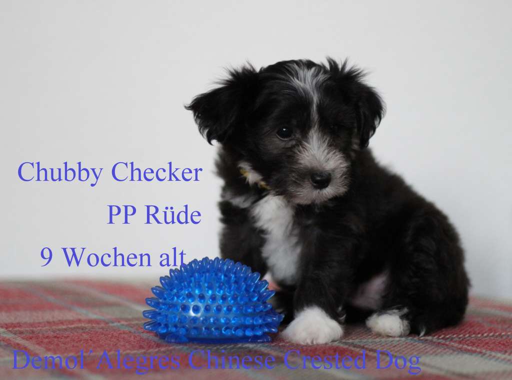 Demol'Alegres Chubby Checker