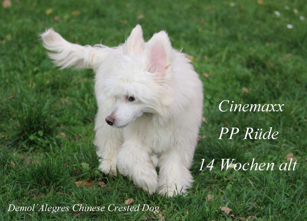 Demol'Alegres Cinemaxx