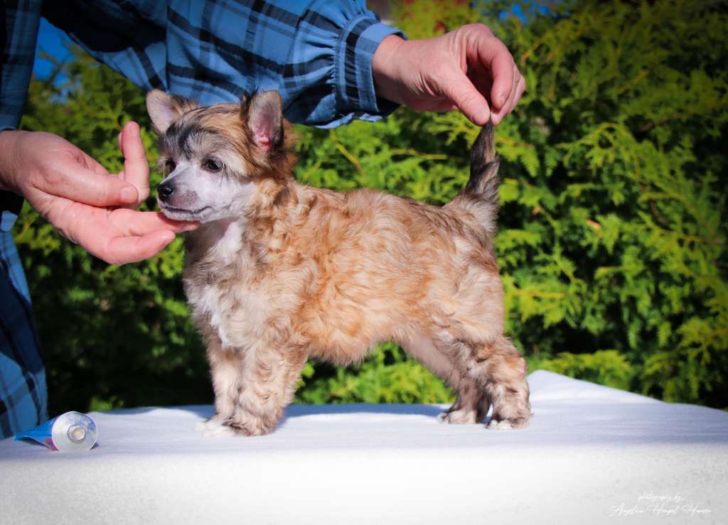 Classic Beauty Basic Bitch