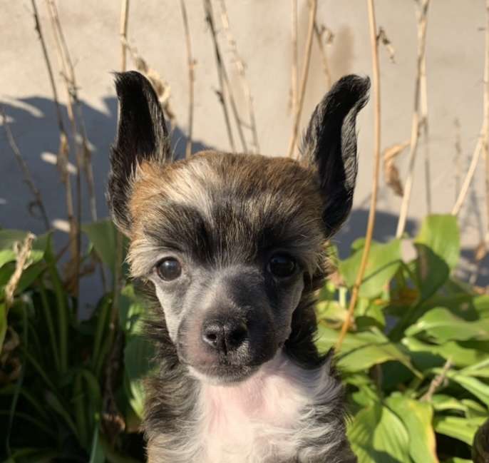 Proud Pony Bad Habits