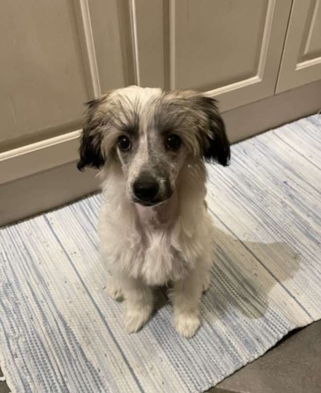 Proud Pony Blinding Lights