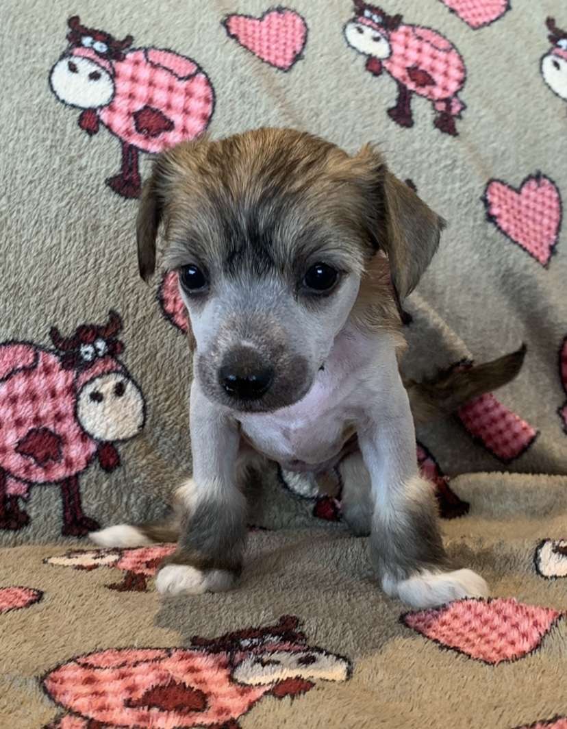 Proud Pony Beautiful Creature