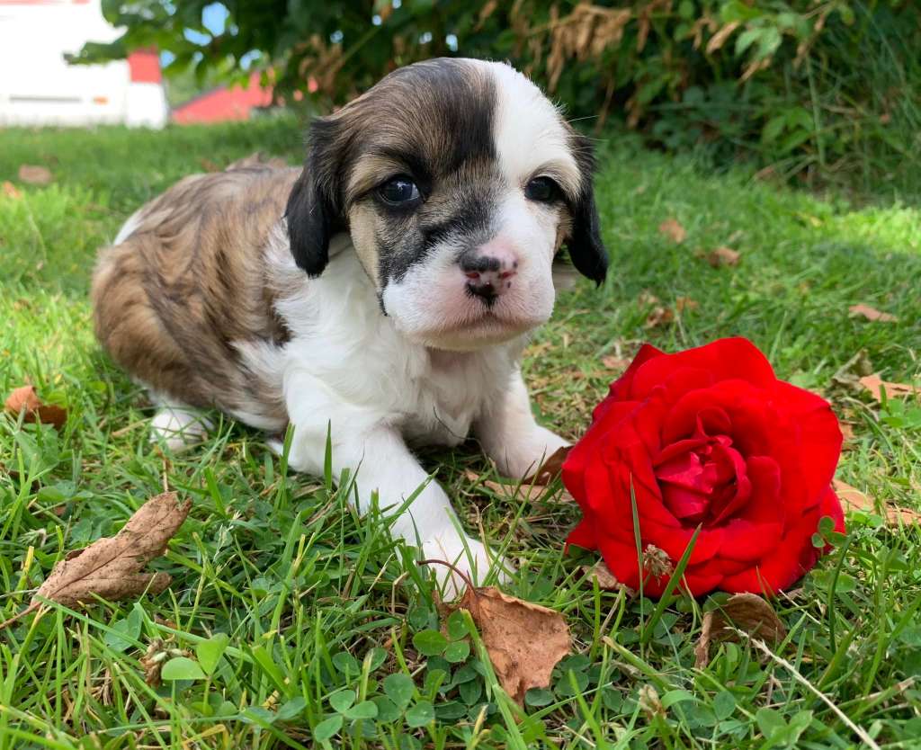 Proud Pony Design For Life