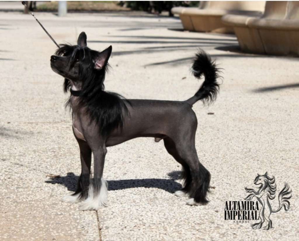 Altamira Imperial Time to Shine