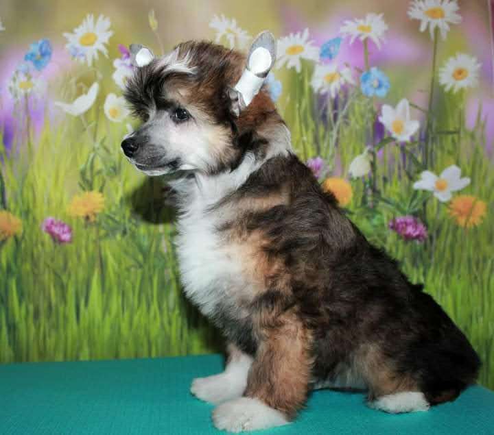 Julius Neva Danislav