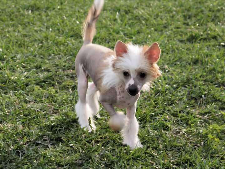 Julius Neva Darya Krasa