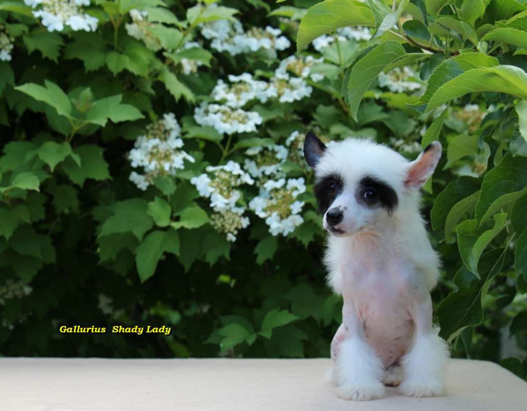 Gallurius Shady Lady