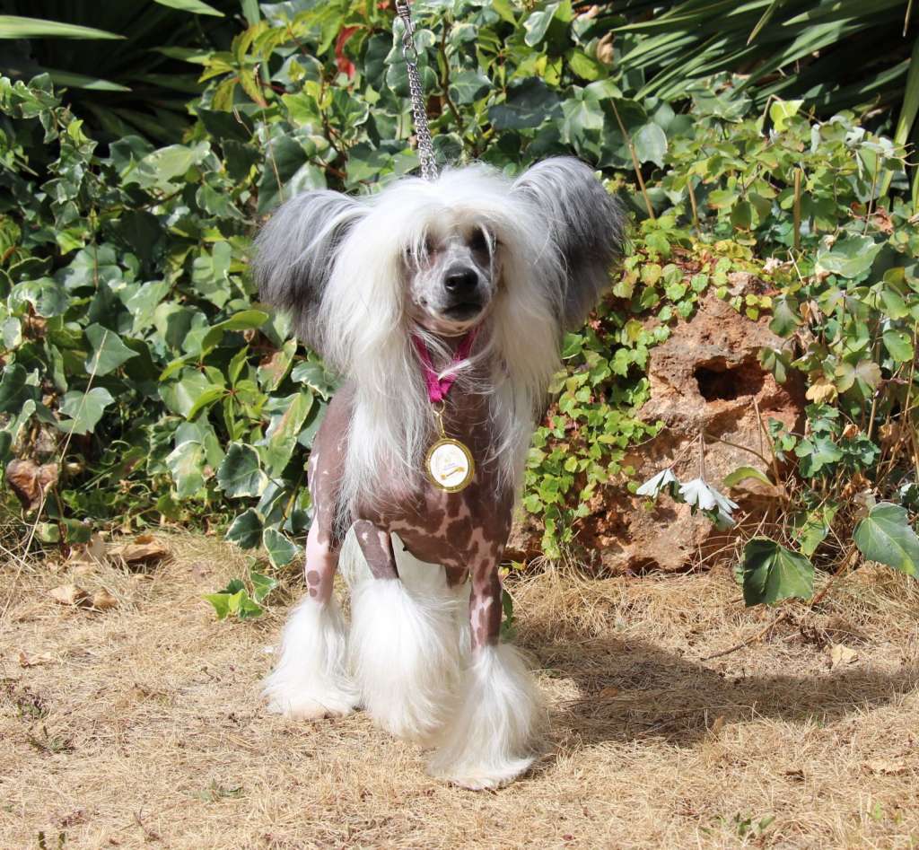 Gallurius She Is Perfect