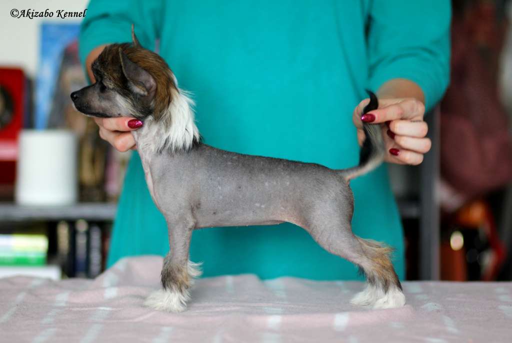 Finalnie Zadziorna Akizabo