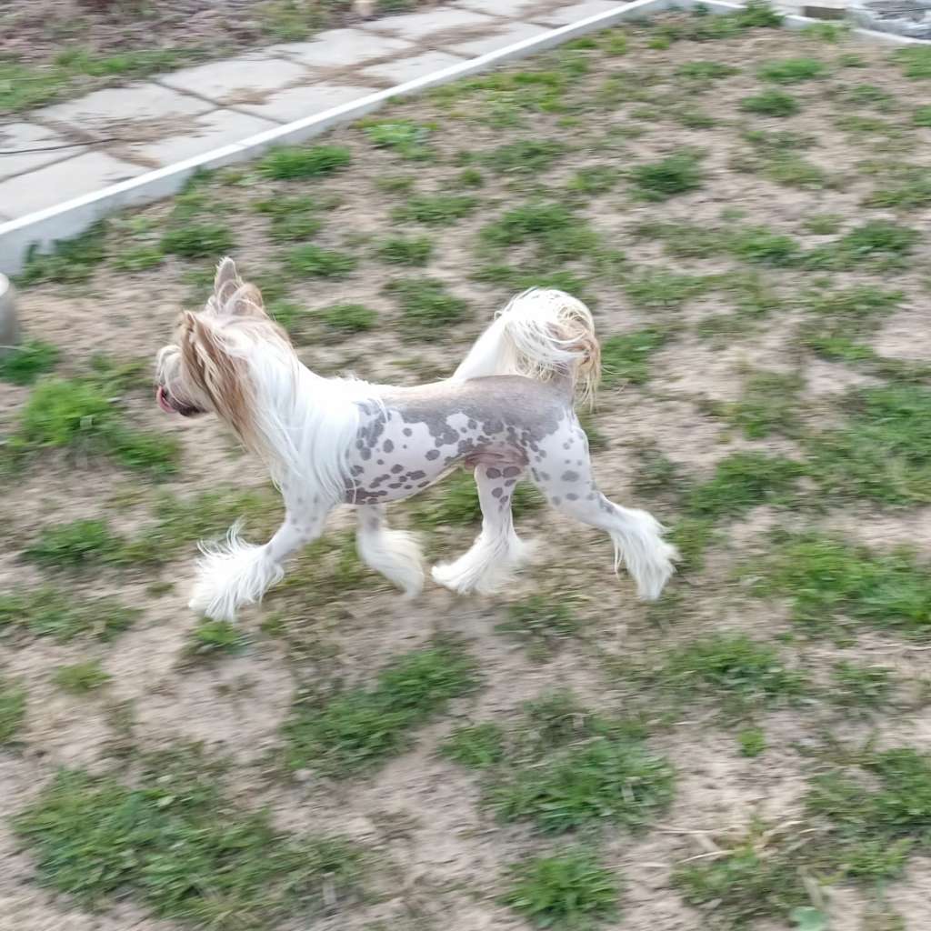 Glenlaif Jules Dassen