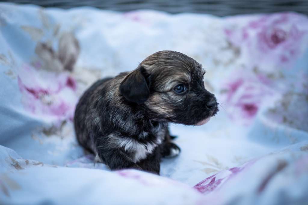 Fellini Dei Guardiani Silani