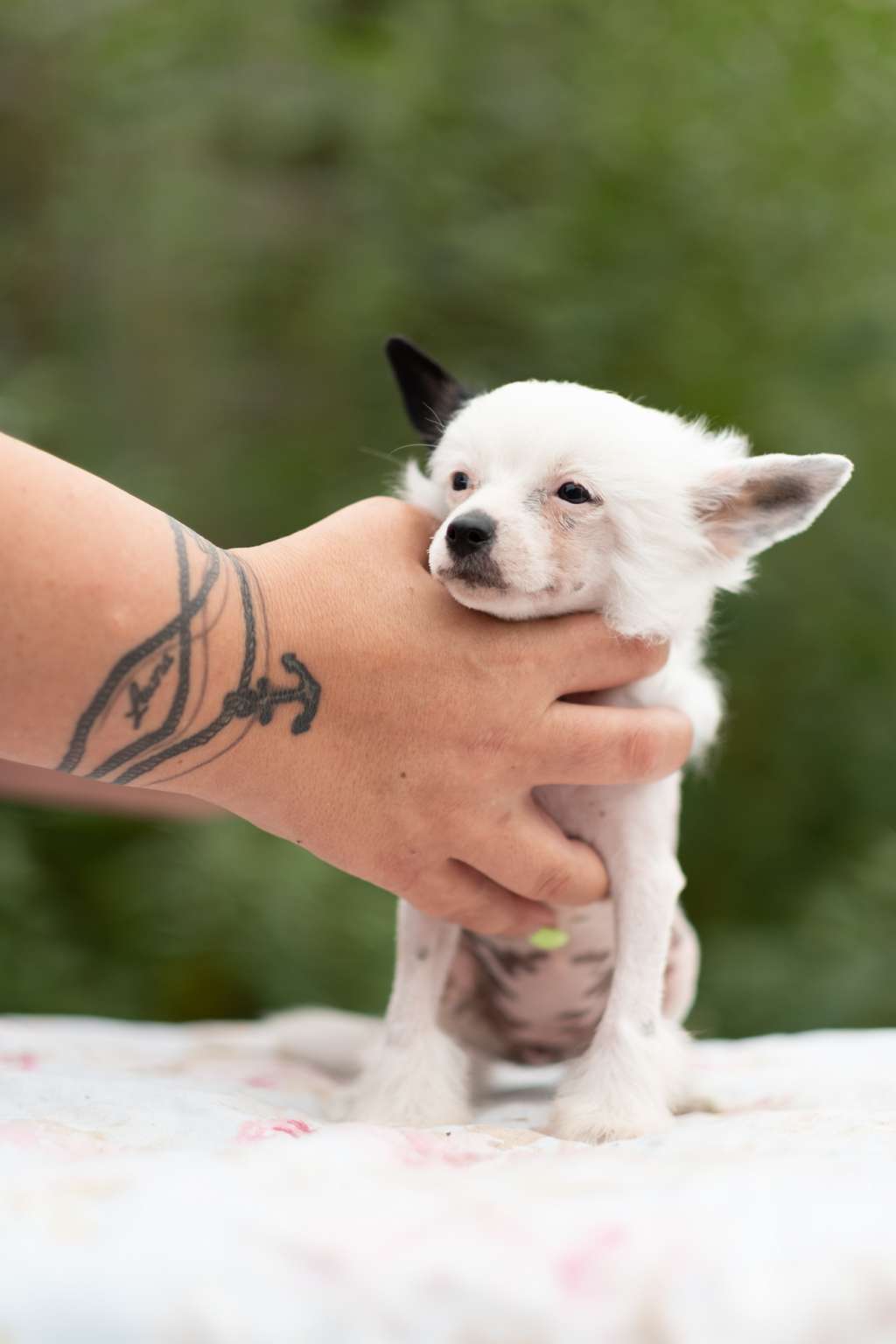 Fantàsia Dei Guardiani Silani