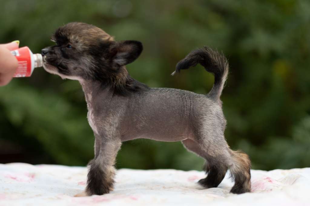 Fantaghirò Dei Guardiani Silani