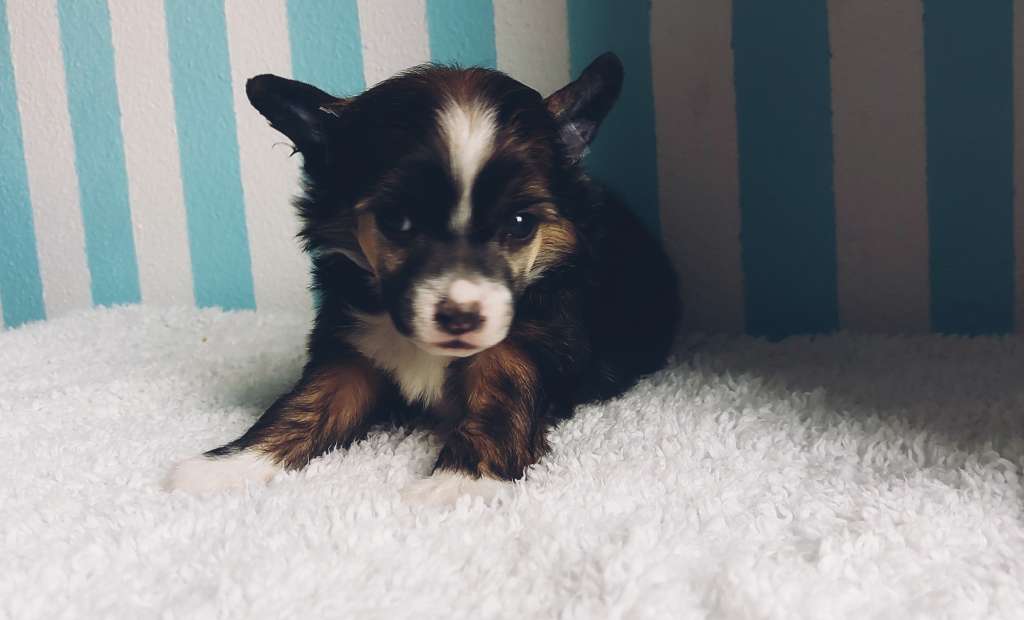 Flashing Starlight Gerardesky