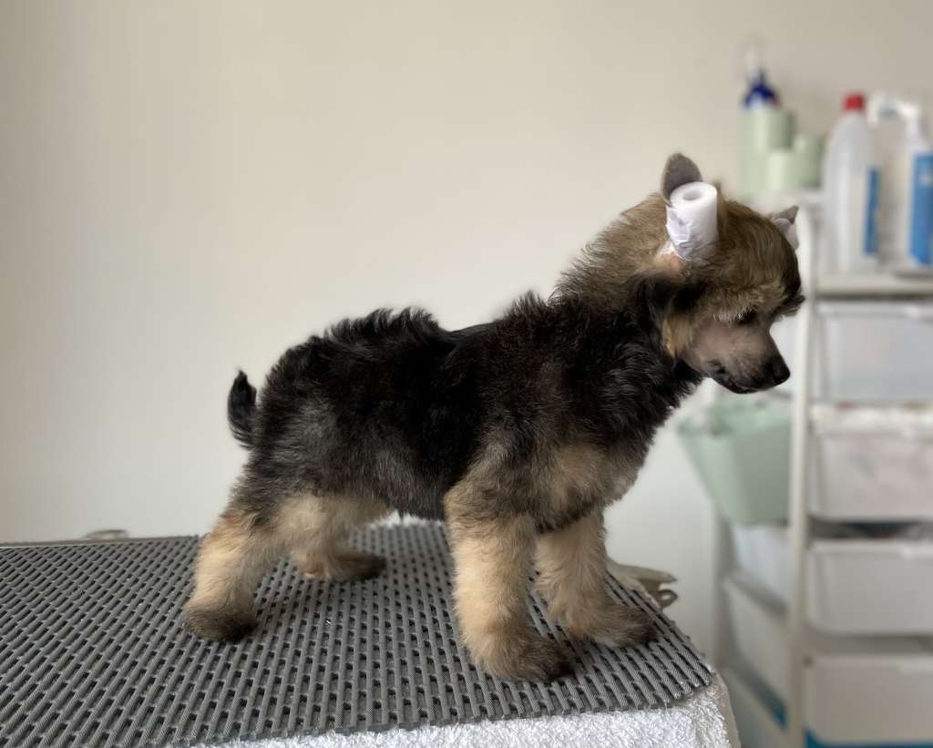 Rosa sinensis godlike