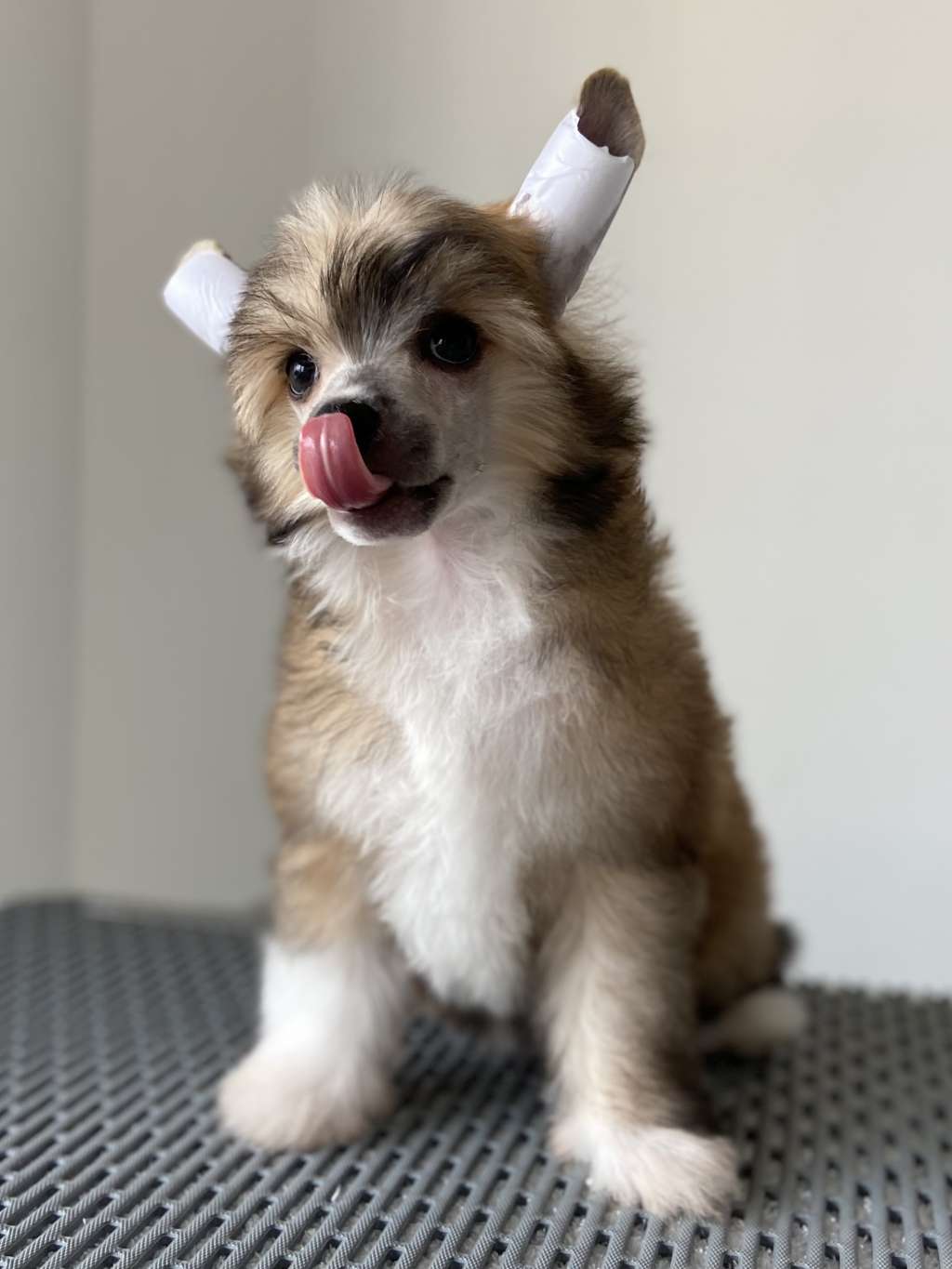 Rosa sinensis kennel