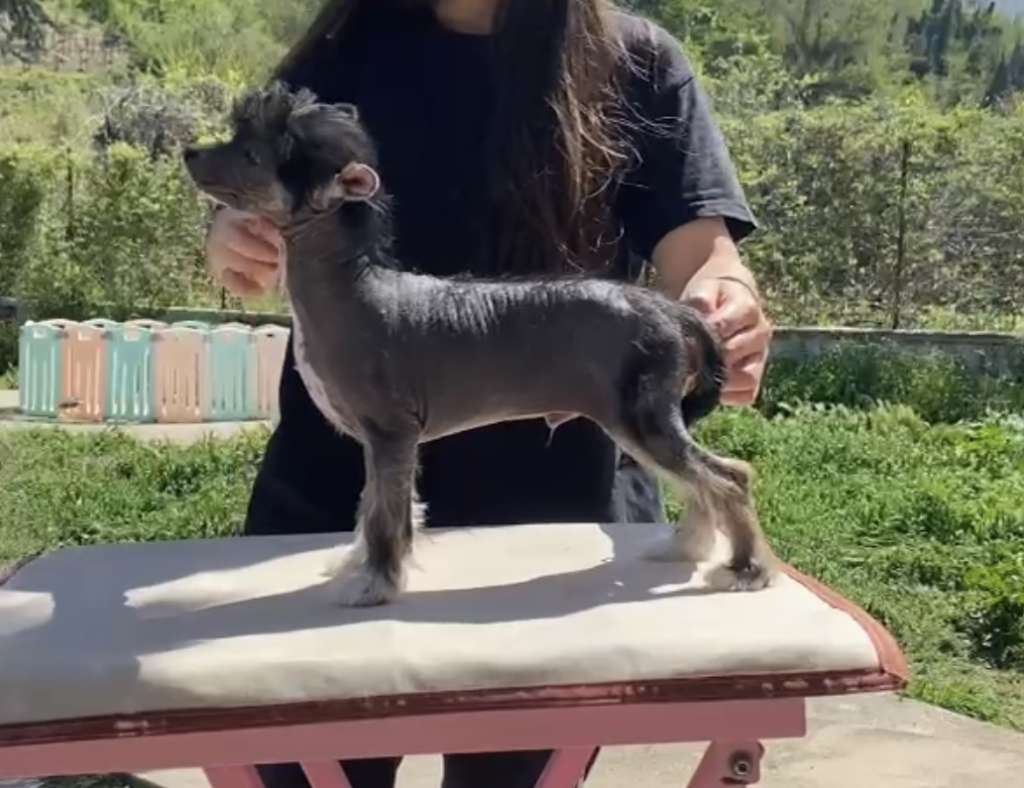 Habanero's Crest Wanderlust