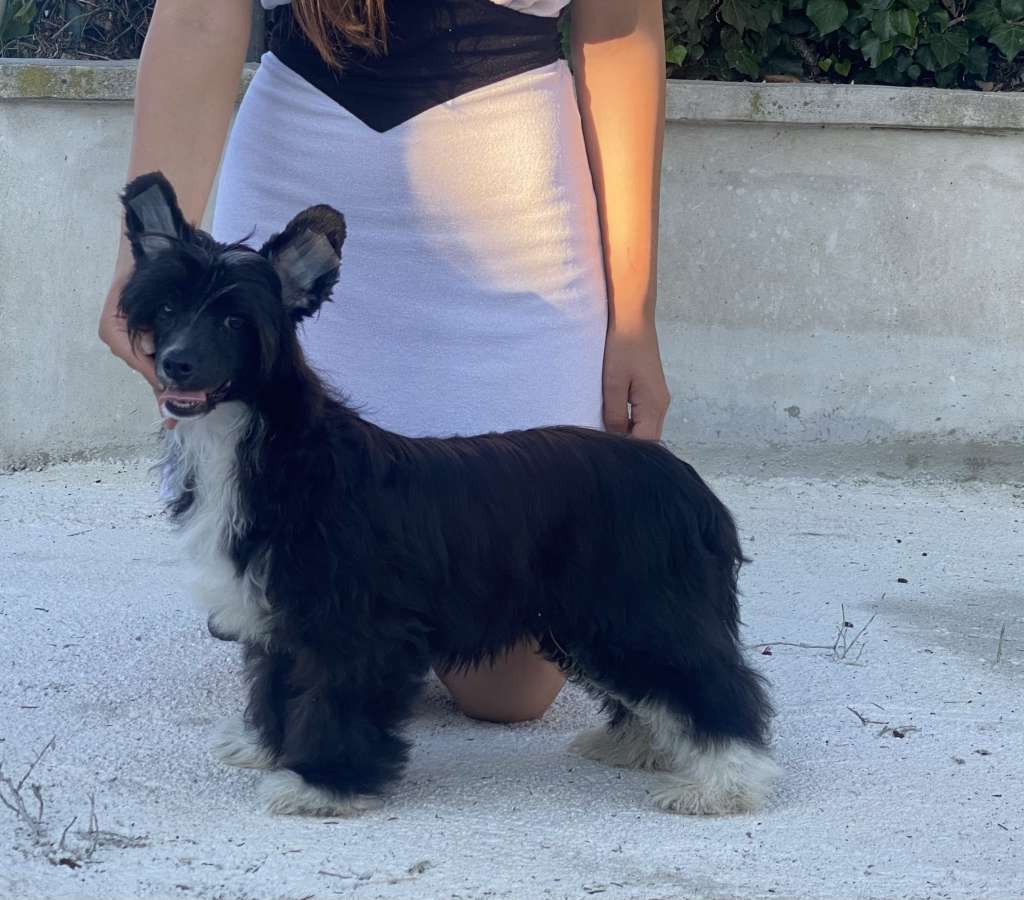 Habanero's Crest X-Man