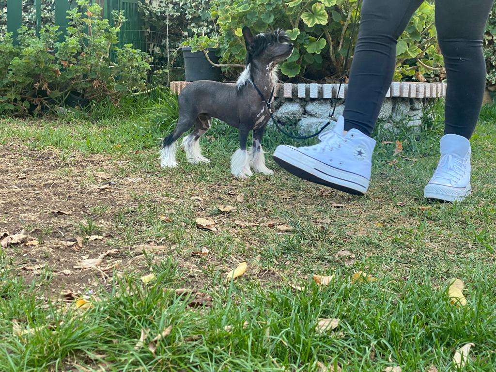 Habanero's Crest You are the Reason