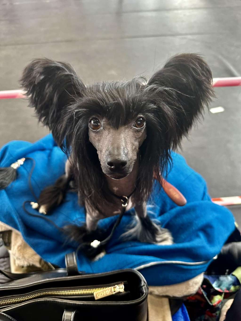 Genialnie Perfekcyjna Akizabo