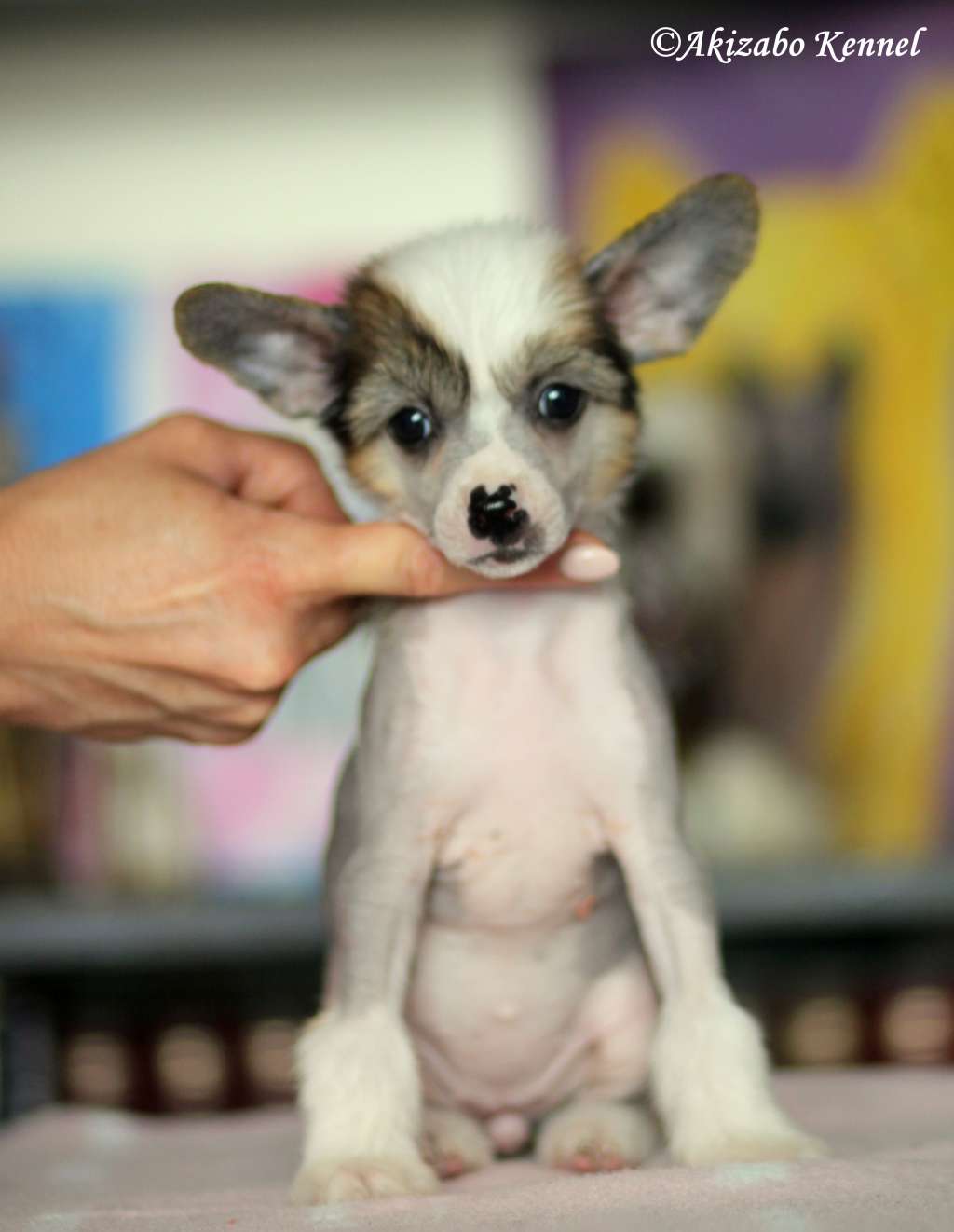 Genialnie Krolewska Akizabo