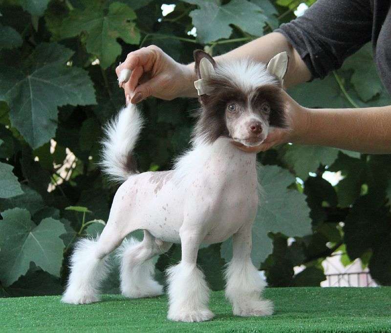 Zheneva-Debjut Koffee wiht  Milk