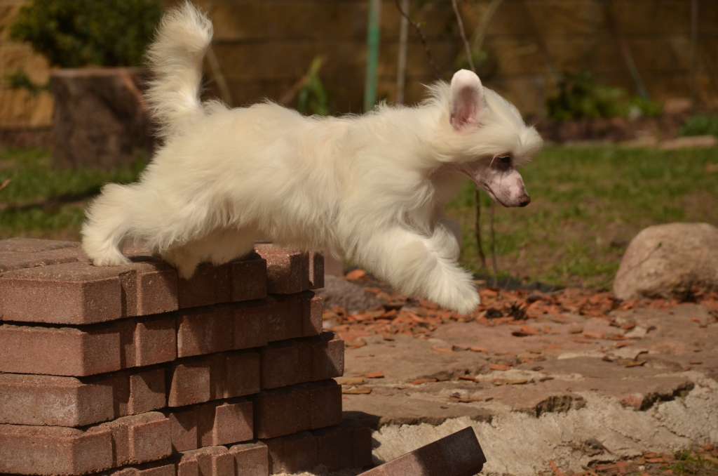 Golden Diamond Cresteds Molly