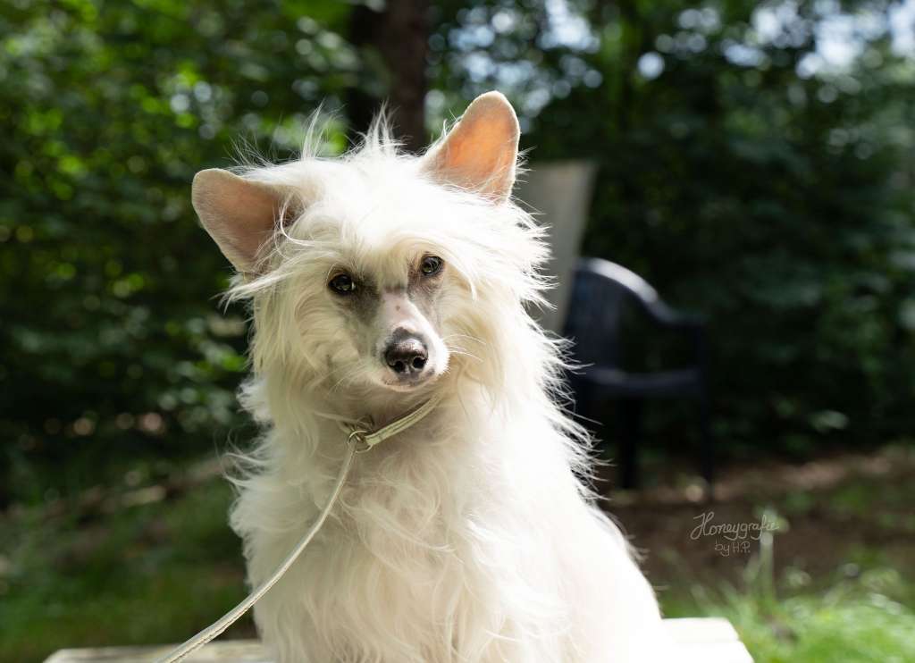 Flinkur the Bushwalker