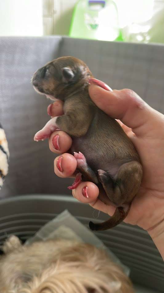 Show Galaktika Karambol