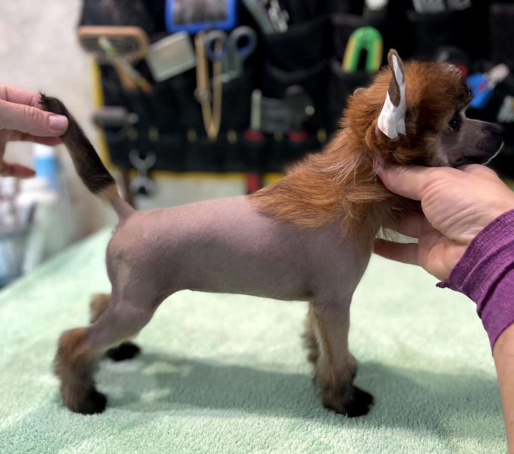 Show Galaktika Kalipso