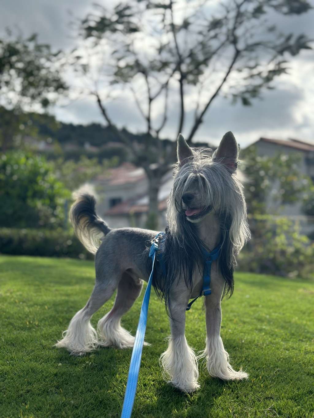 Rosa sinensis Fierce